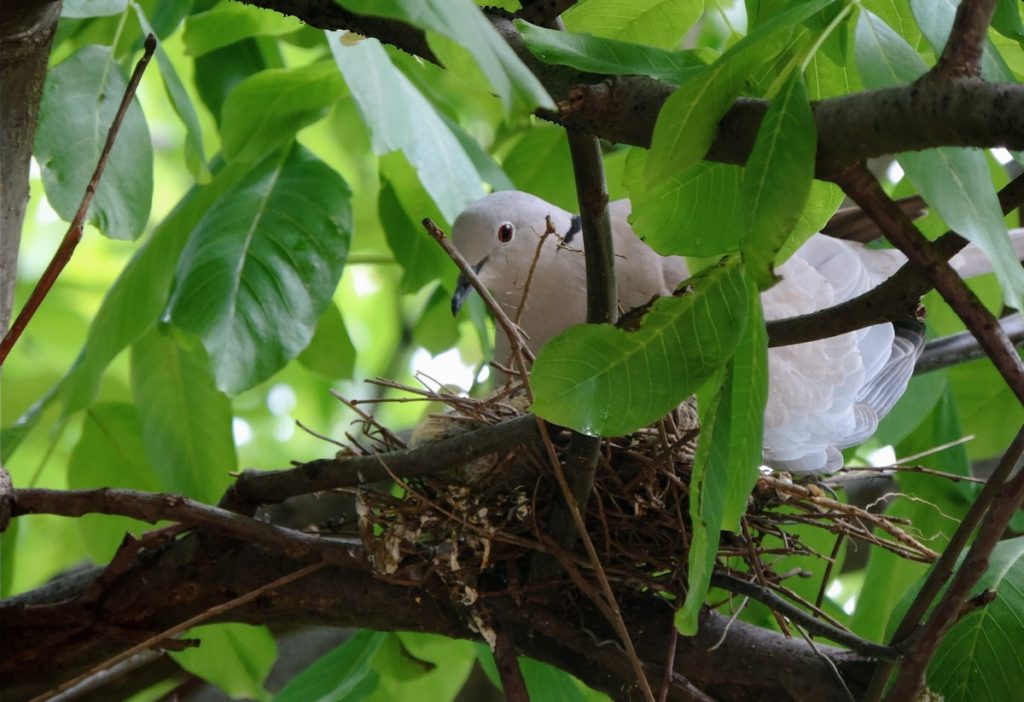 porumbel bacau fereastra ruxandra luca