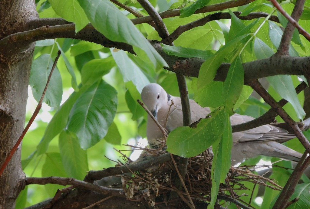 porumbel fereastra bacau ruxandra luca