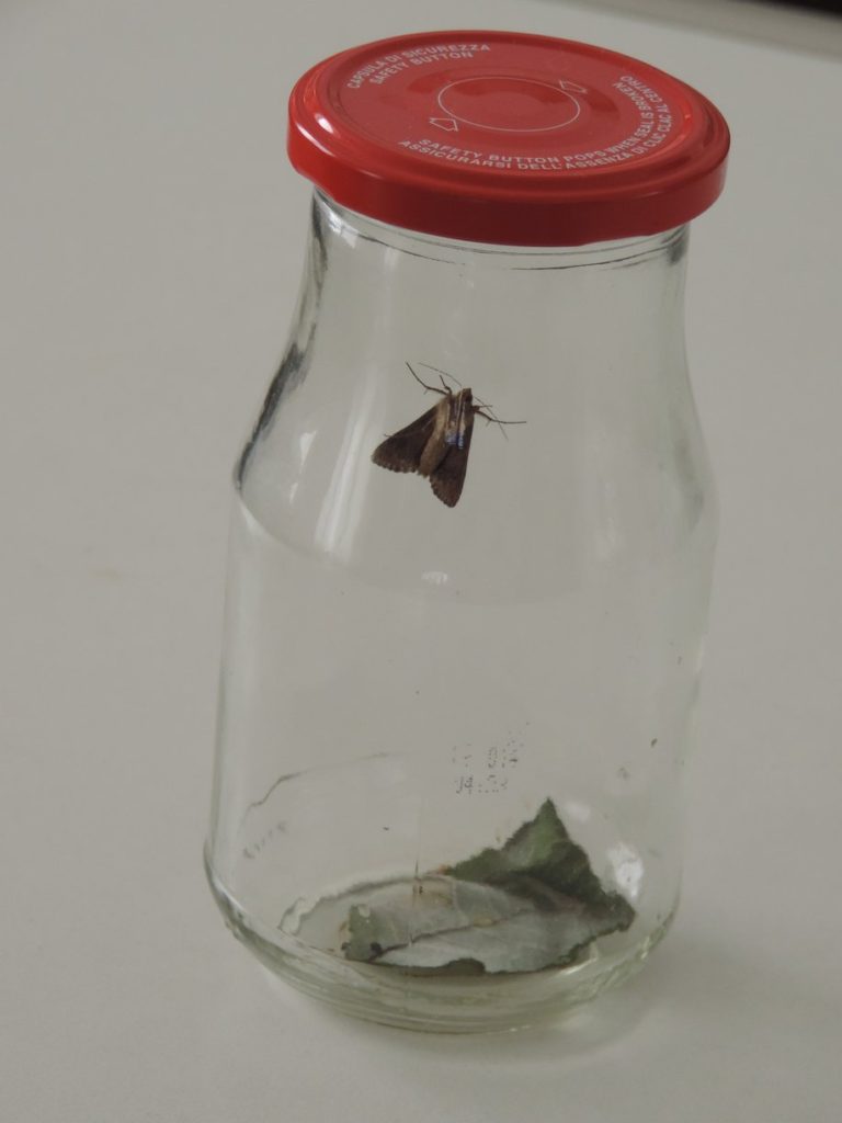 metamorfoza omida fluture