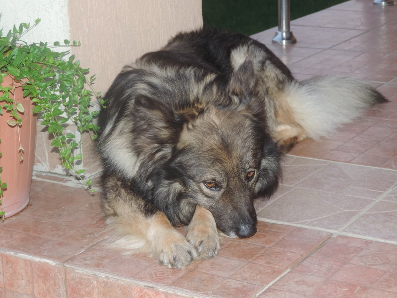 Ruxandra Luca adoptie caini fara stapan