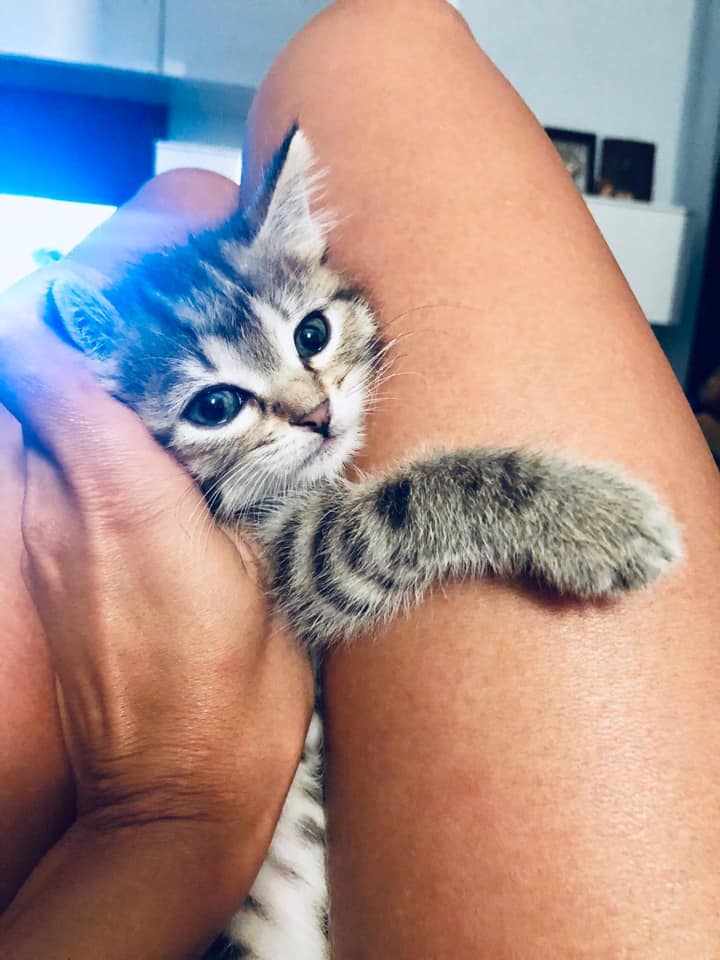 Am adoptat un pui de pisica