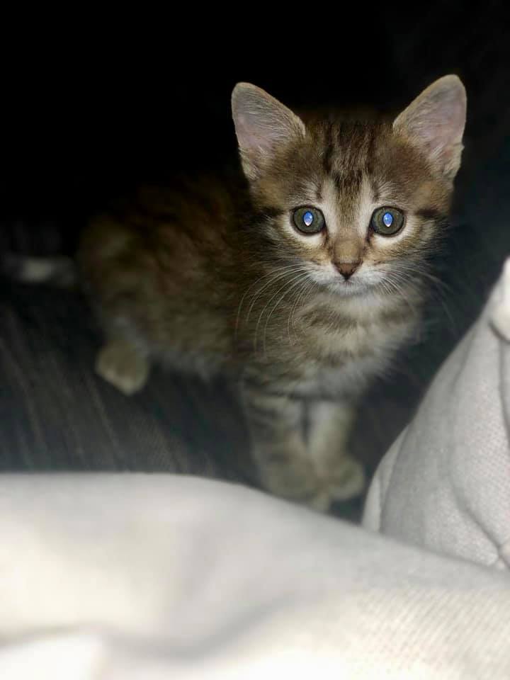 Am adoptat un pui de pisica